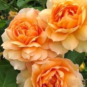 Meet your Posher, Celia